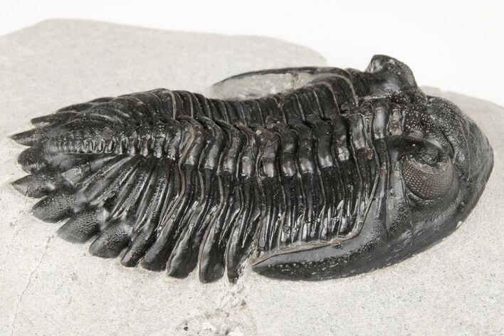 2.65" Detailed Hollardops Trilobite - Nice Eye Facets